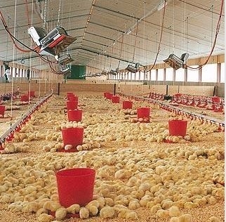 THD2608 حاضن غاز الدواجن سخان NG LPG عنصر التسخين بالأشعة تحت الحمراء